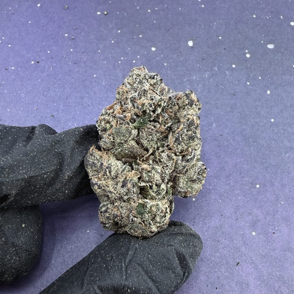 New Gelato 41 (B50)